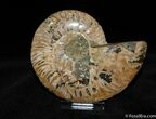 Beautiful Crystal Lined Ammonite (Half) #370-1